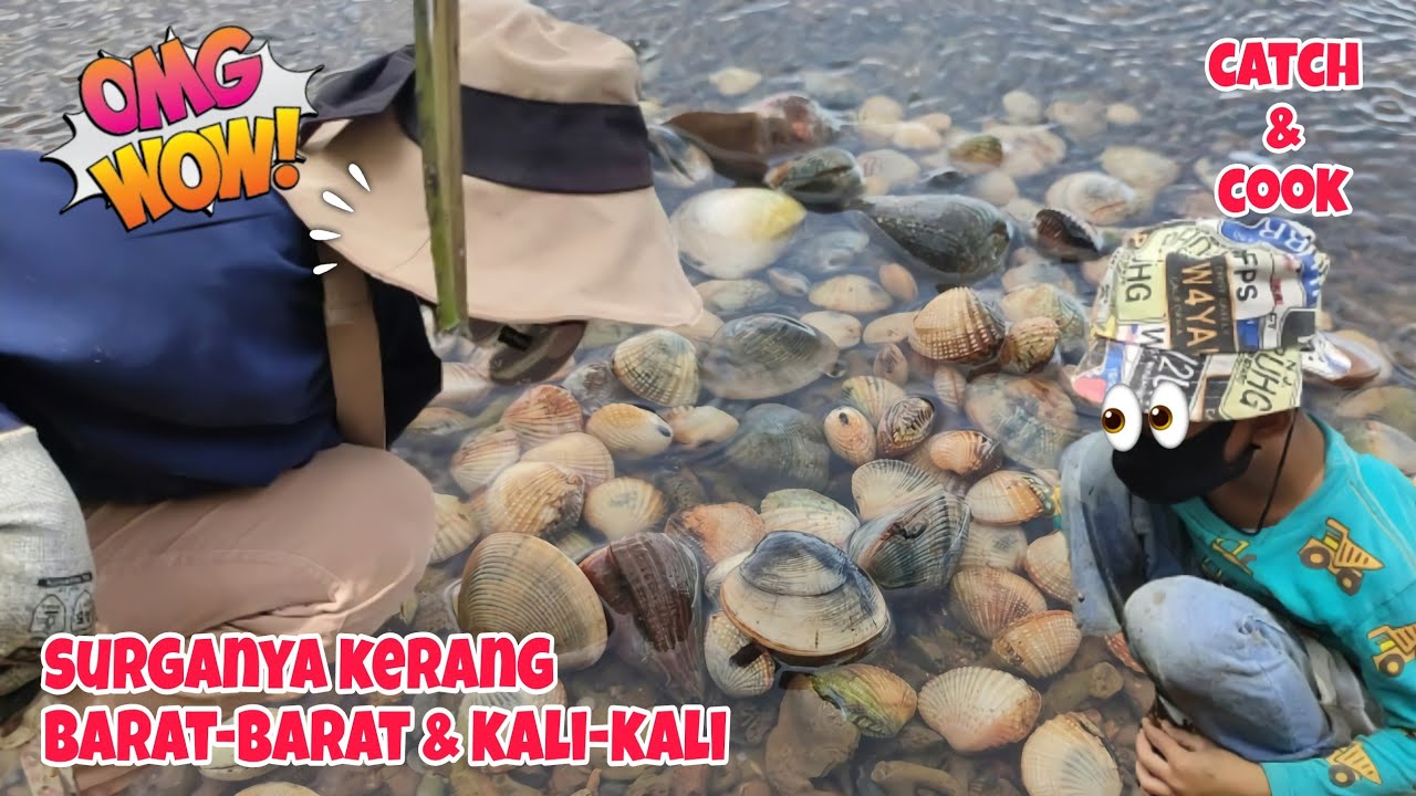 Seperti Batu‼️Bisa Panen Kerang Sepuasnya Disini Gratis