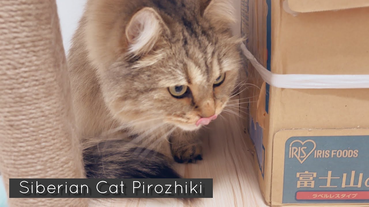 子供も猫も安心🐾ケージを改造して猫部屋完成！【サイベリアン】【episode105】