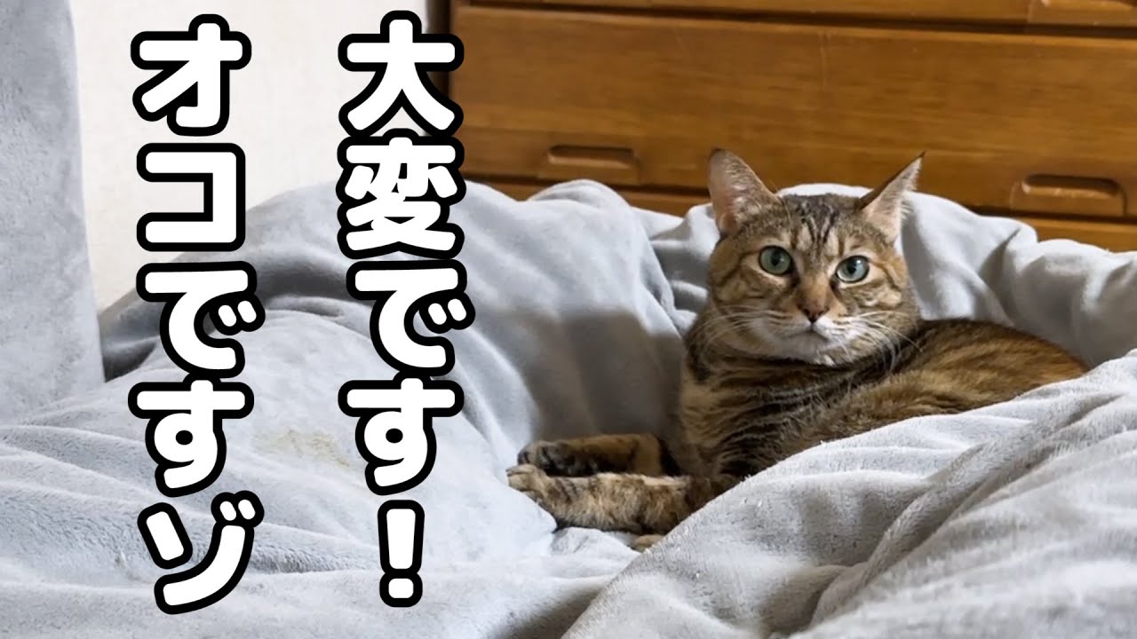 飼い主が猫の名前を間違えて呼んでしまうとこうなりました…