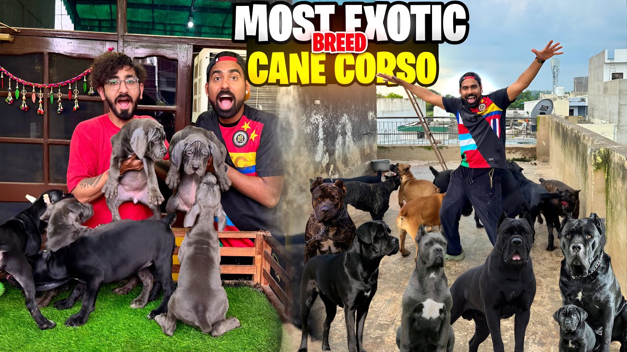 BIGGEST CANE CORSO FARM IN INDIA 😱- EXOTIC DOG BREED🚨 
