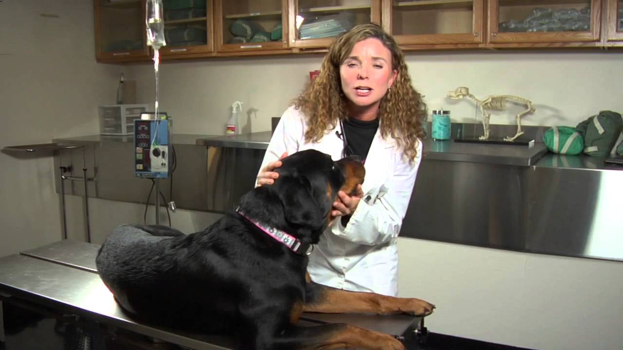 How to Tell if a Dog's Teeth Are Abscessed : Dog's Health
