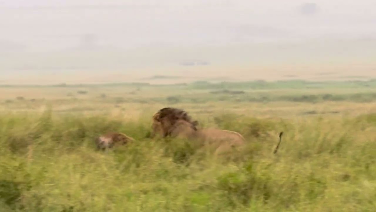 Bro woke up and chose Violence,watch till the end.#wildlife #goviral #lionsightings