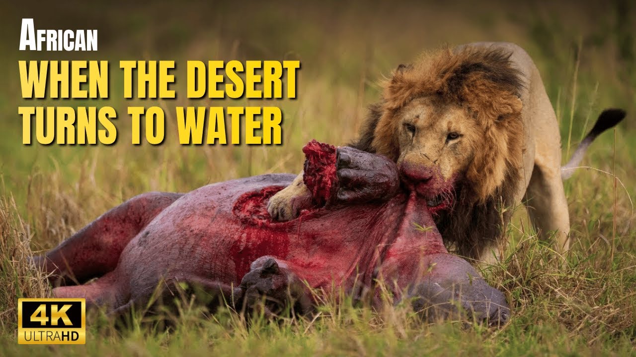 Africa Okavango Delta When the Desert Turns Into Water Animal Documentary