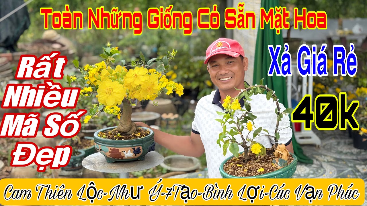 14/3 Vườn giao lưu mai vàng giá rẻ 💥40k 🌲nhiều mã số 🌲bình lợi,cam thiên Lộc,như ý 🌲🌲🌲☎️ 0987419023