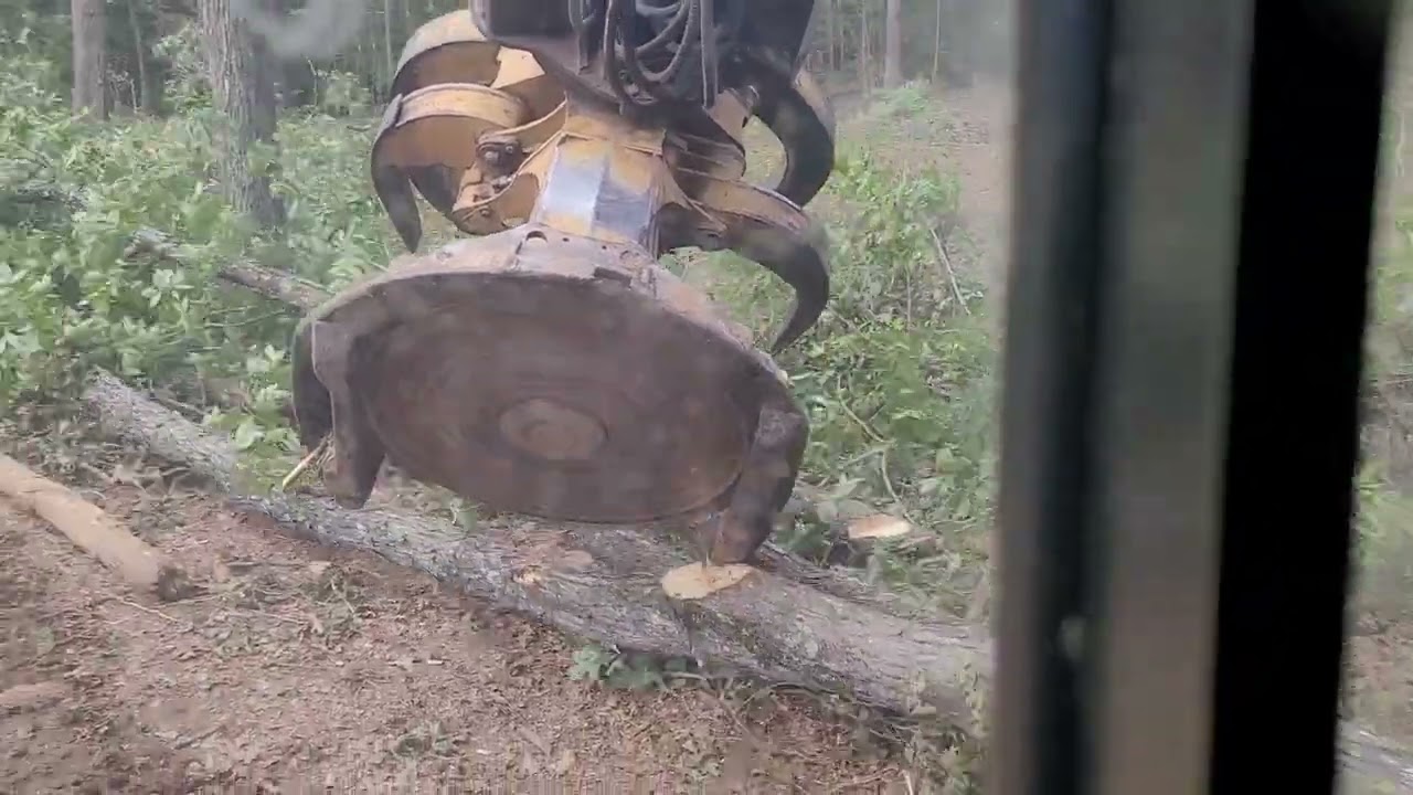 cutting and topping big Hardwood in the Uwharries
