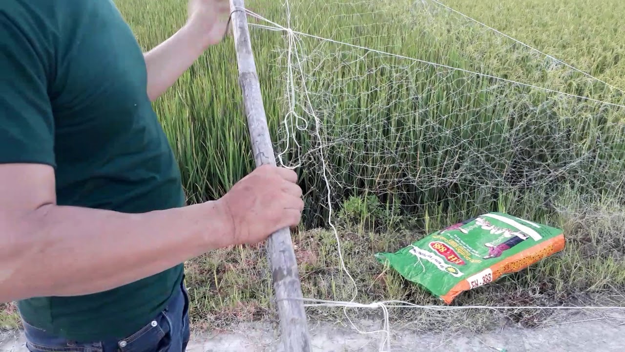 Cách căng lưới bẫy chim đêm nhanh chóng.hiệu quả.cung cấp phụ kiện bẫy chim đêm.lh 0985919878.