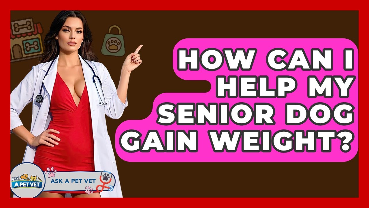 How Can I Help My Senior Dog Gain Weight? - Ask A Pet Vet