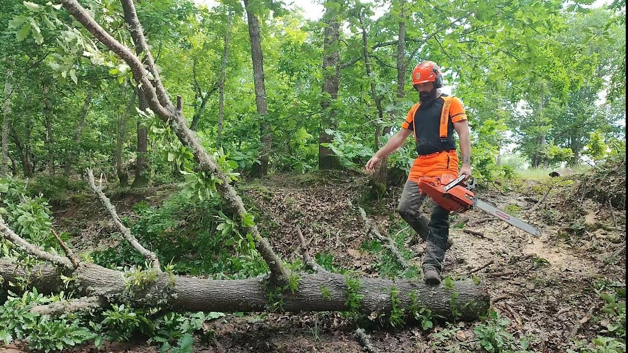 Cutting firewood with Piped Husqvarna 372xp 🪓🌲 AXEHOLE LOGGER 🪓
