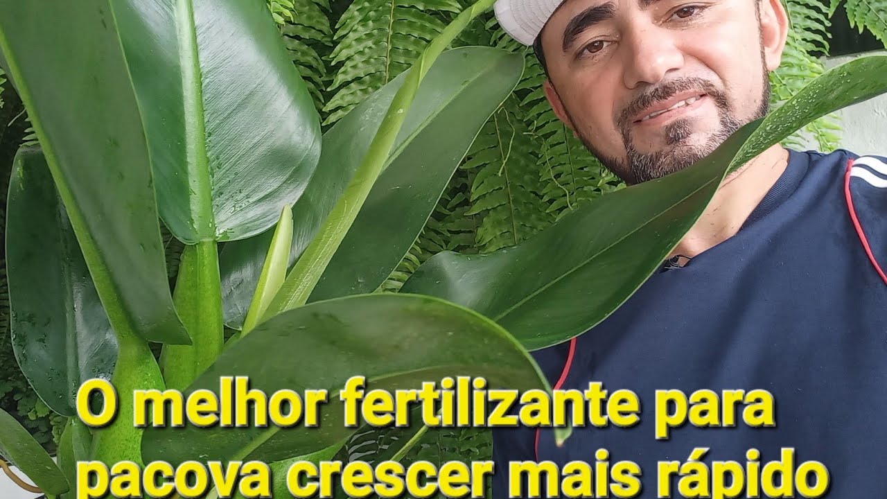 O melhor fertilizante para pacova crescer muito r&aacute;pido