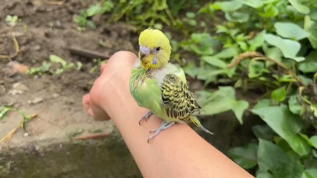 零天手养小鹦鹉44天，可以带出去得瑟了#鹦鹉🦜 #奇妙的动物 #萌宠 #鹦鹉 #手养鹦鹉 #万物皆有灵性 #意不意外 #宠物 #人与自然和谐共处 #萌宠出道计划