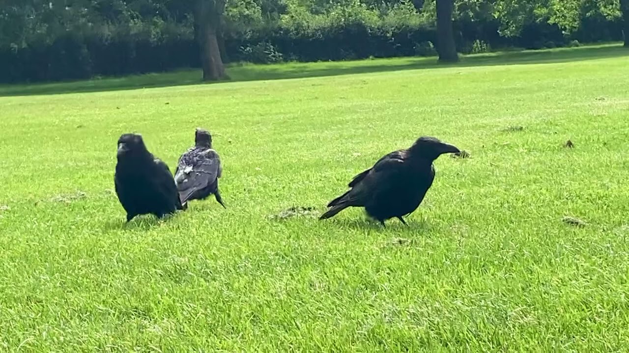 Baby crows with parent showing who is the boss 2021