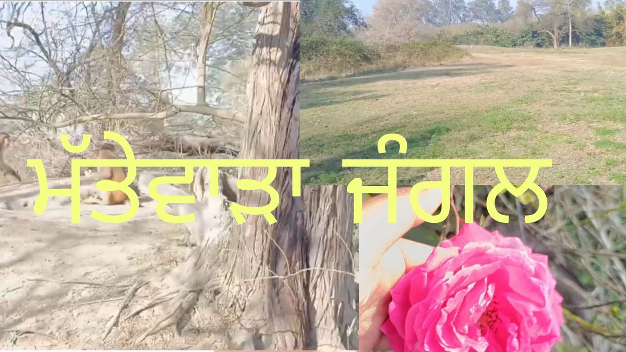 ਅੱਜ ਅਸੀਂ ਗਏ ਮੱਤੇਵਾੜੇ ਦੇ ਜੰਗਲ ਵਿੱਚ🐒🐒🐒#youtuber #duet #lifeisbutadream #17january #january17 