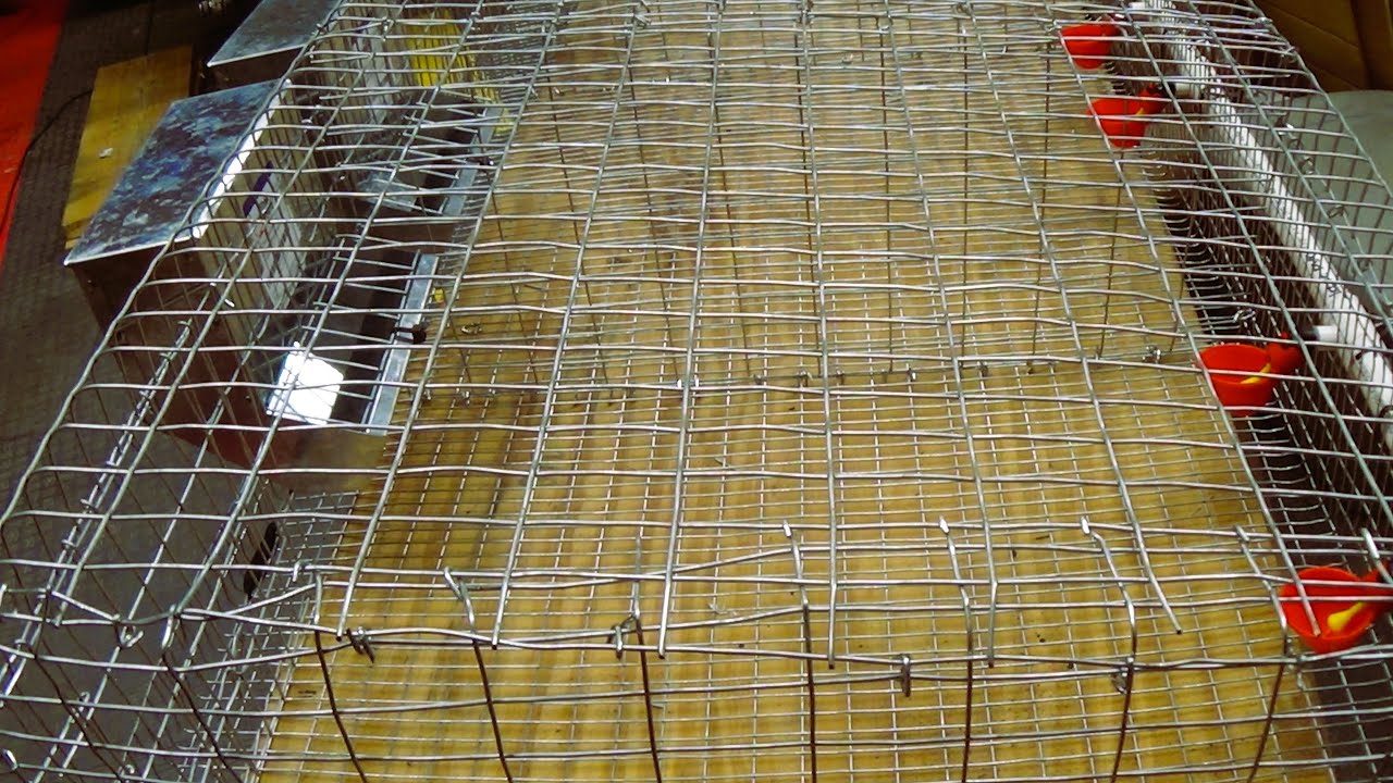 Quail Cage Build and Set Up Start To Finish! #4. Trick #One   Install n  Doors!