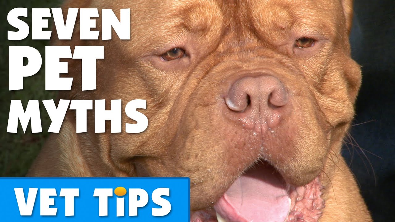 Find The Truth Behind Some Pet Care Myths | Bondi Vet