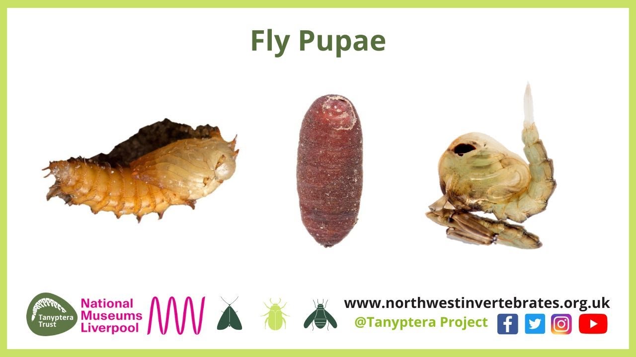 Fly Pupae