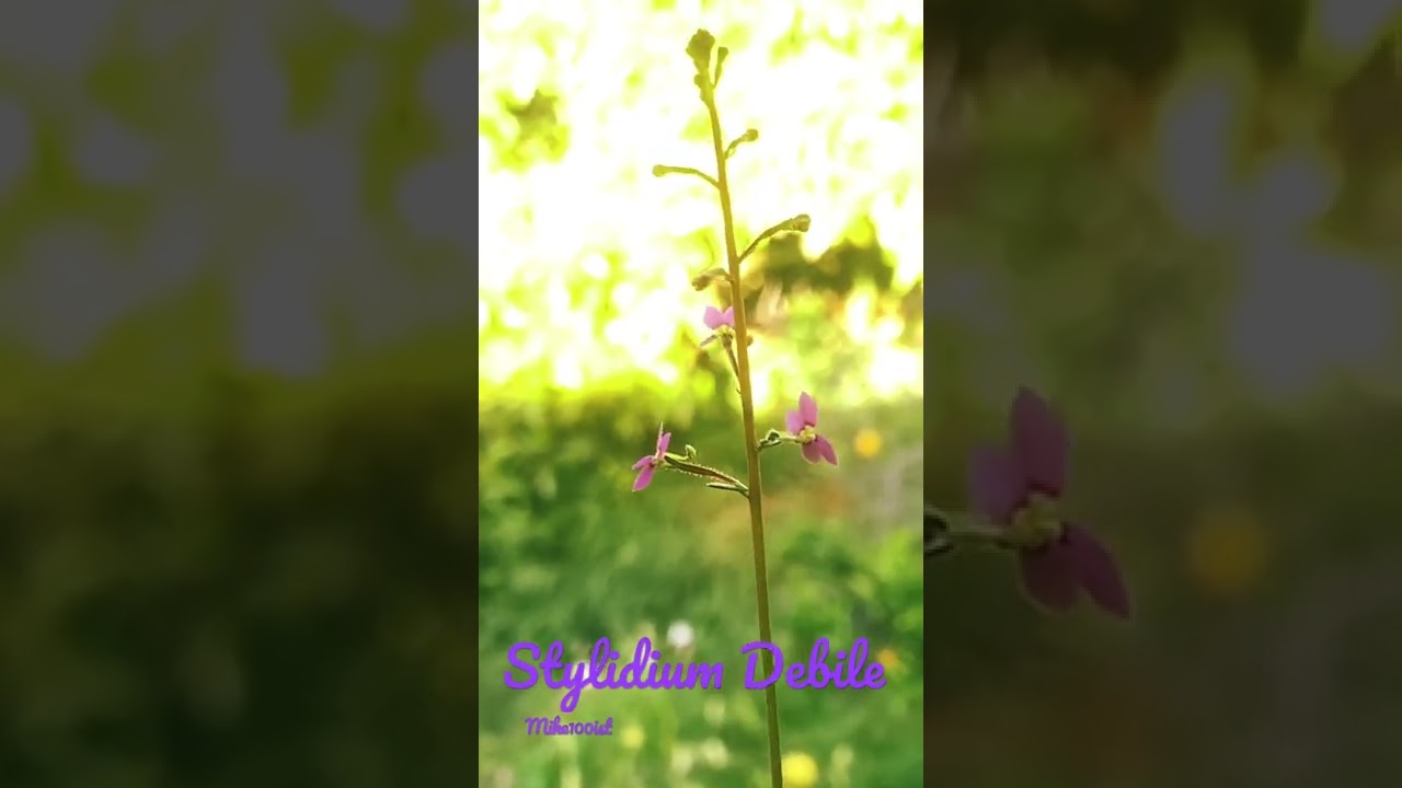 Stylidium debile trigger plant 2022