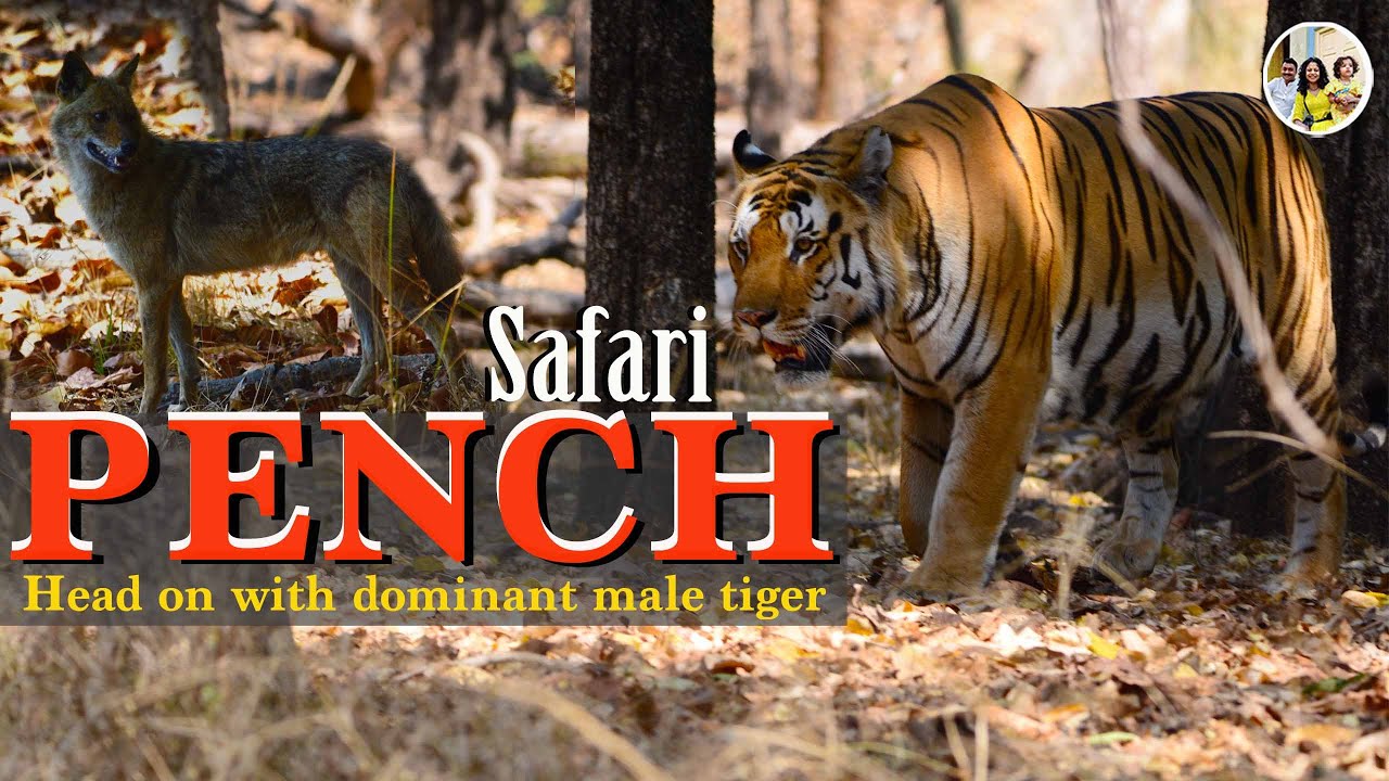 Huge male Tiger Head-on sighting ! Super close tiger encounter at Turia Gate Pench wildlife Safari