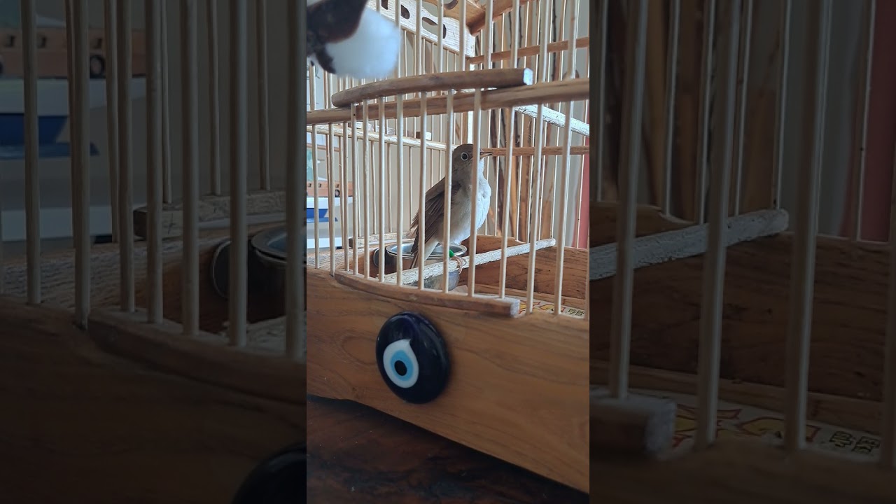 Nightingale-Luscinia Song-Bülbül Kafeste ötüm