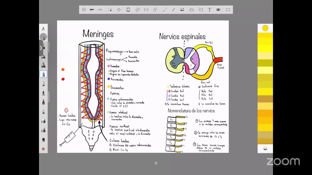 Clase 2 neuroanatomia (configuración externa de medula espinal)