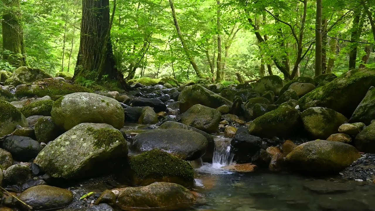 A Forest River and its Mellow Sounds that Provide Instant Relaxation and Remedies Stress