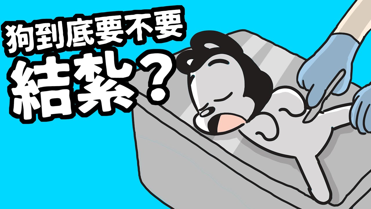 狗與鹿｜狗到底要不要結紮？｜結紮的6大好處＆各種疑慮10分鐘一次說清楚