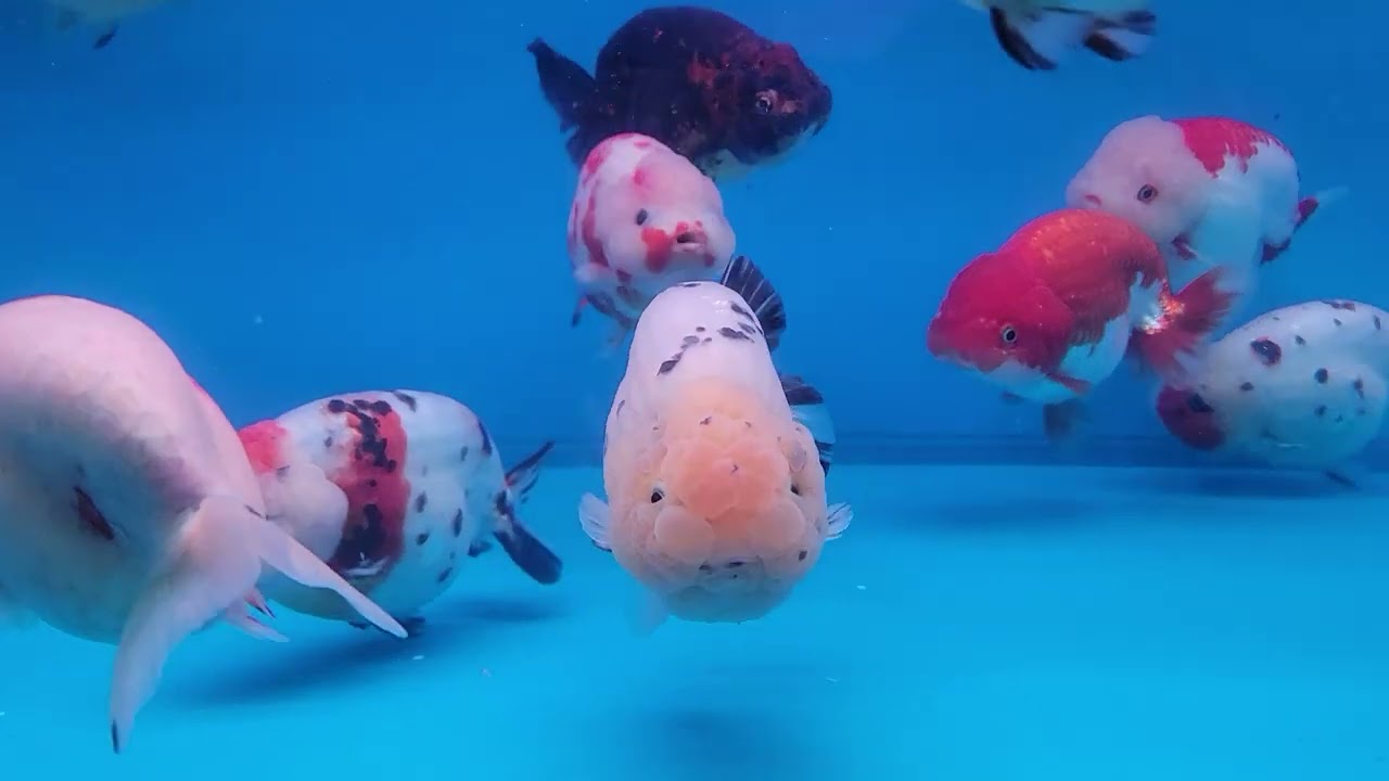 海祥金魚 四月魚隻介紹