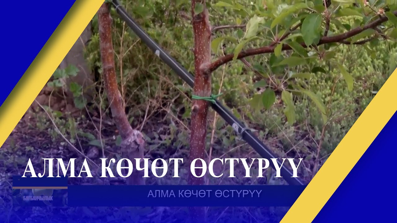 АЛМА КӨЧӨТ ӨСТҮРҮҮ