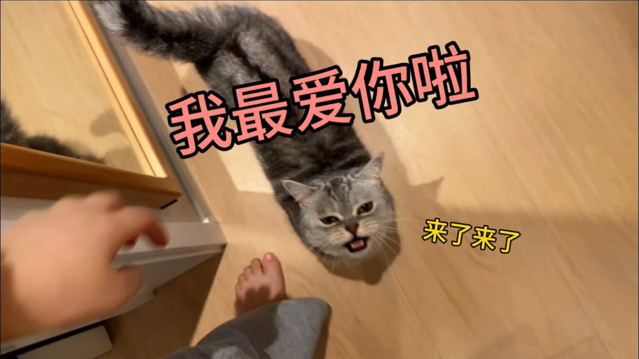 太幸福了吧？在一隻貓身上體驗到了被！偏！愛！