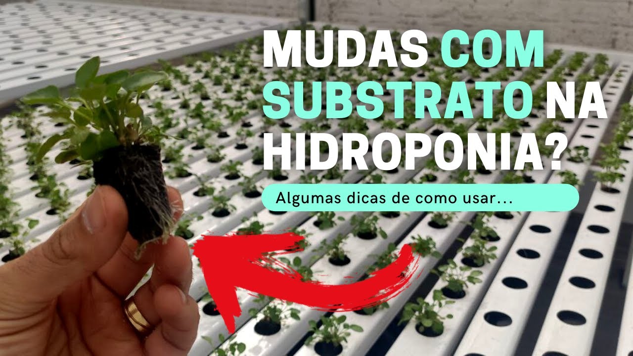 Posso usar mudas com misturas de substrato na Hidroponia?