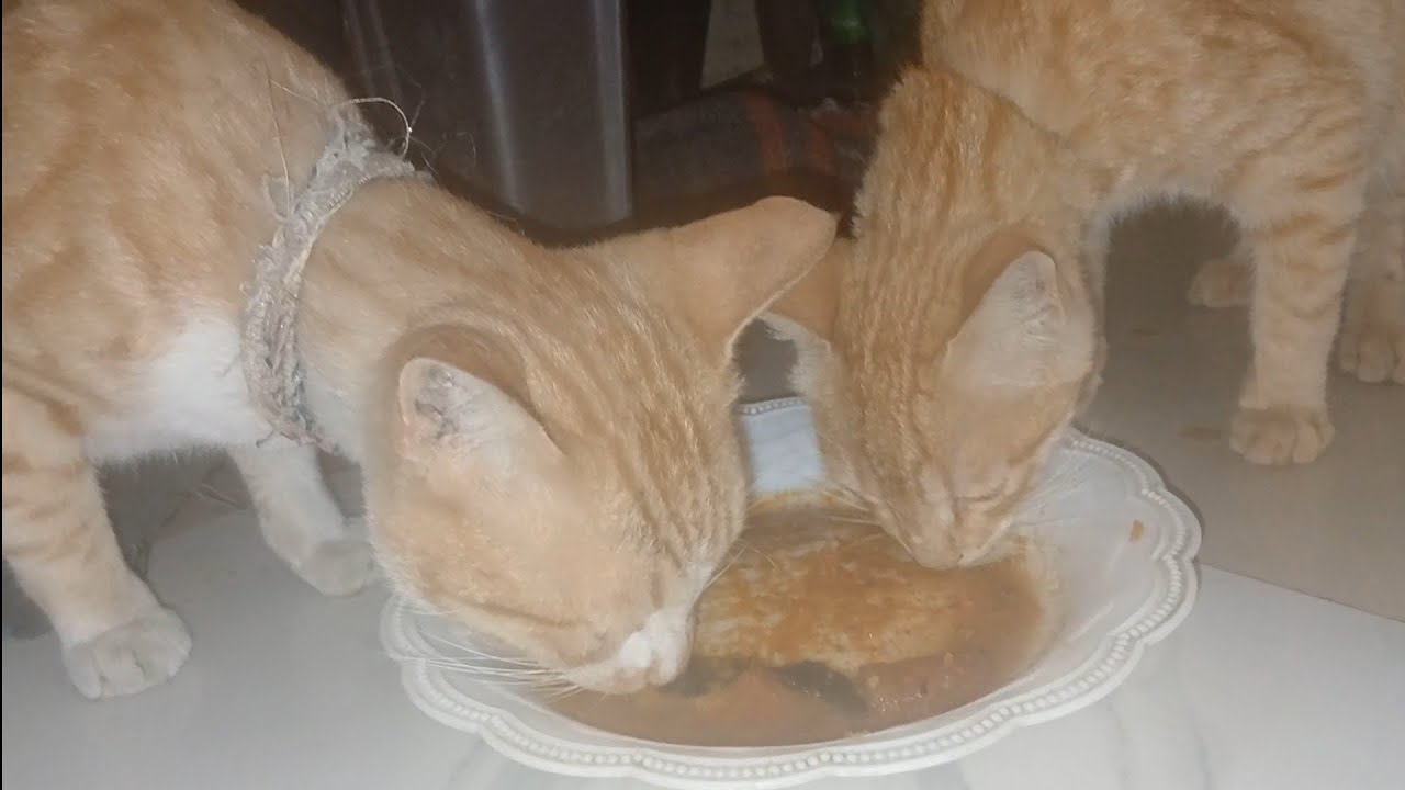 Cats Enjoy Chiken Lunch 🍗🍗😋 | Cat Food