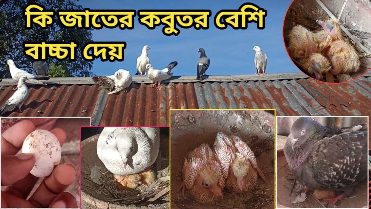 বেশি বাচ্চা দেয় কি জাতের কবুতর | অল্প খরচে দেশি জাতের কবুতর পালন করে সহজে লাভবান হয়া যায় কীভাবে?