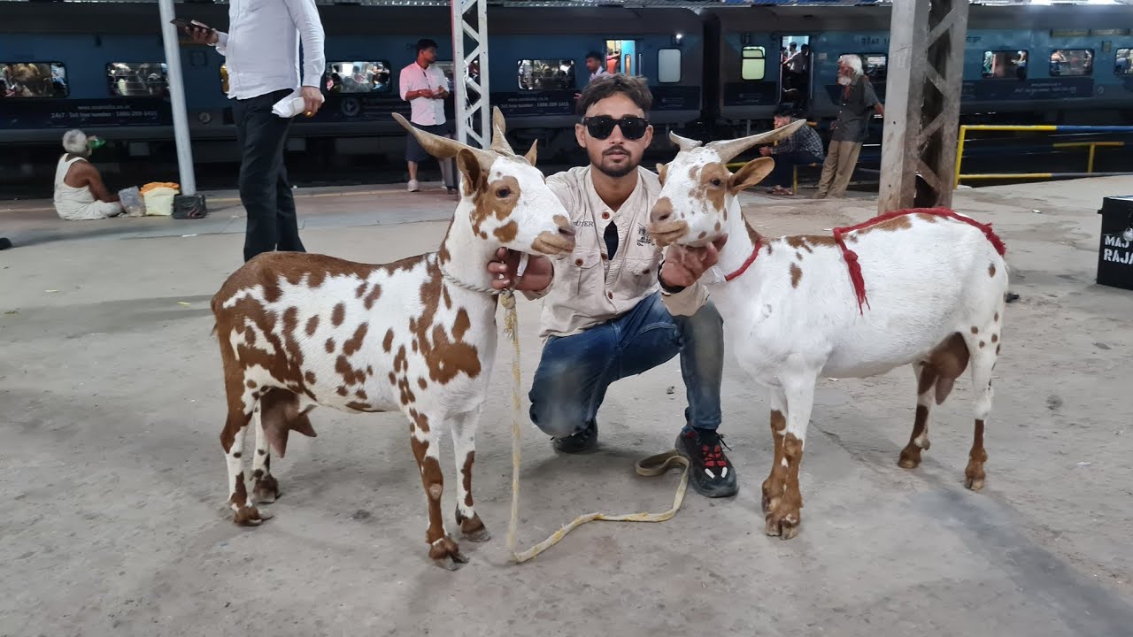 Goat Transportion Train|भारतीय रेलवे द्वारा कैसे लोडिंग करें बकरी लोड | #goatfarming#barbarigoatfarm