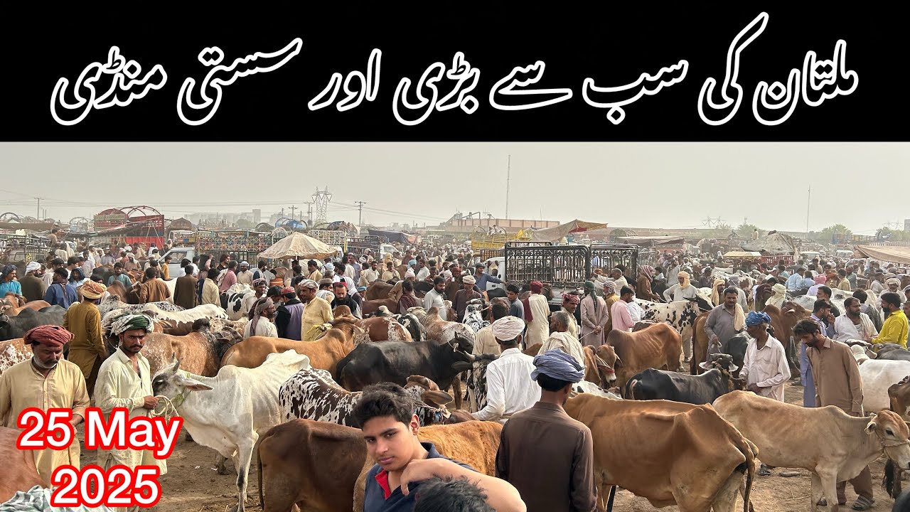 Today Multan cow mandi 2025 \ Fresh video \ 25 May | Qurbani 2025.