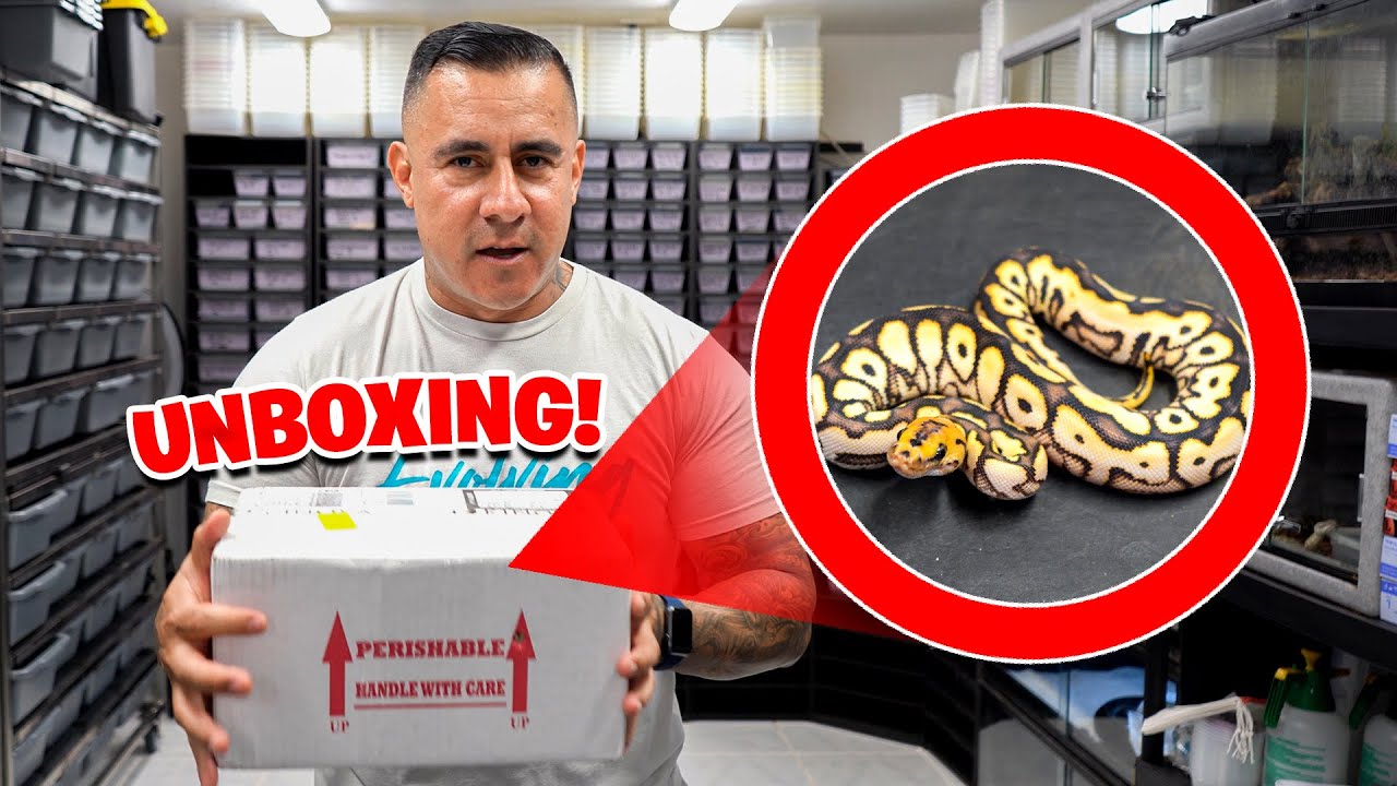NEW SNAKE UNBOXING! You Won’t Believe What we got !!