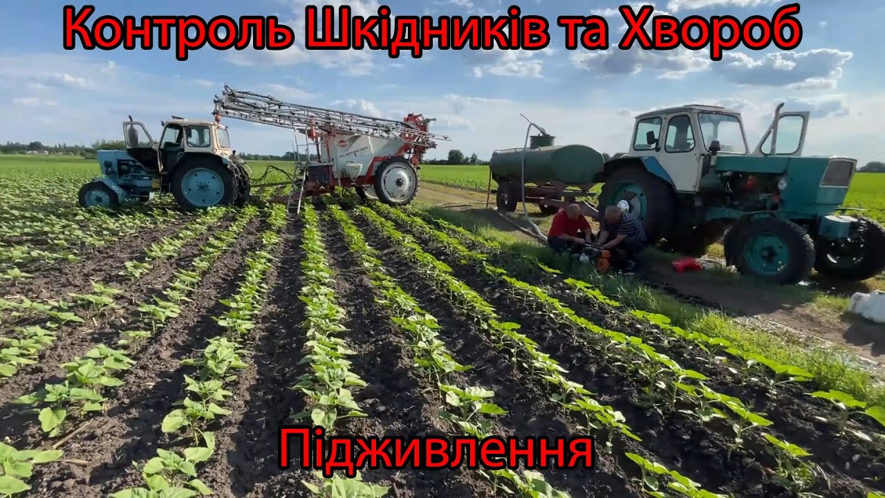 🌻 Підживлення КОНТРОЛЬ соняшника ❗❗ ВНІС МАСТАК та МАГНУМ Два ЮМЗ виручають як завжди 🚜👍