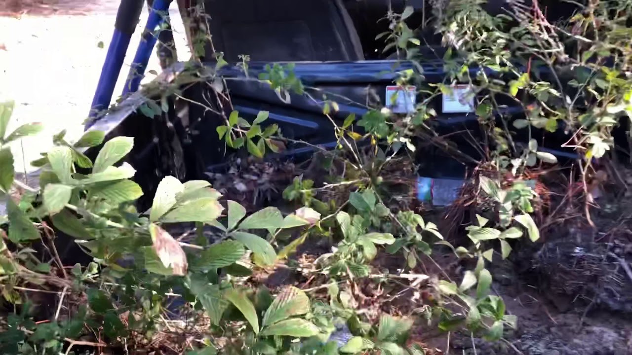 Transplanting Blackberry Bushes For Deer ( Free Land Management )