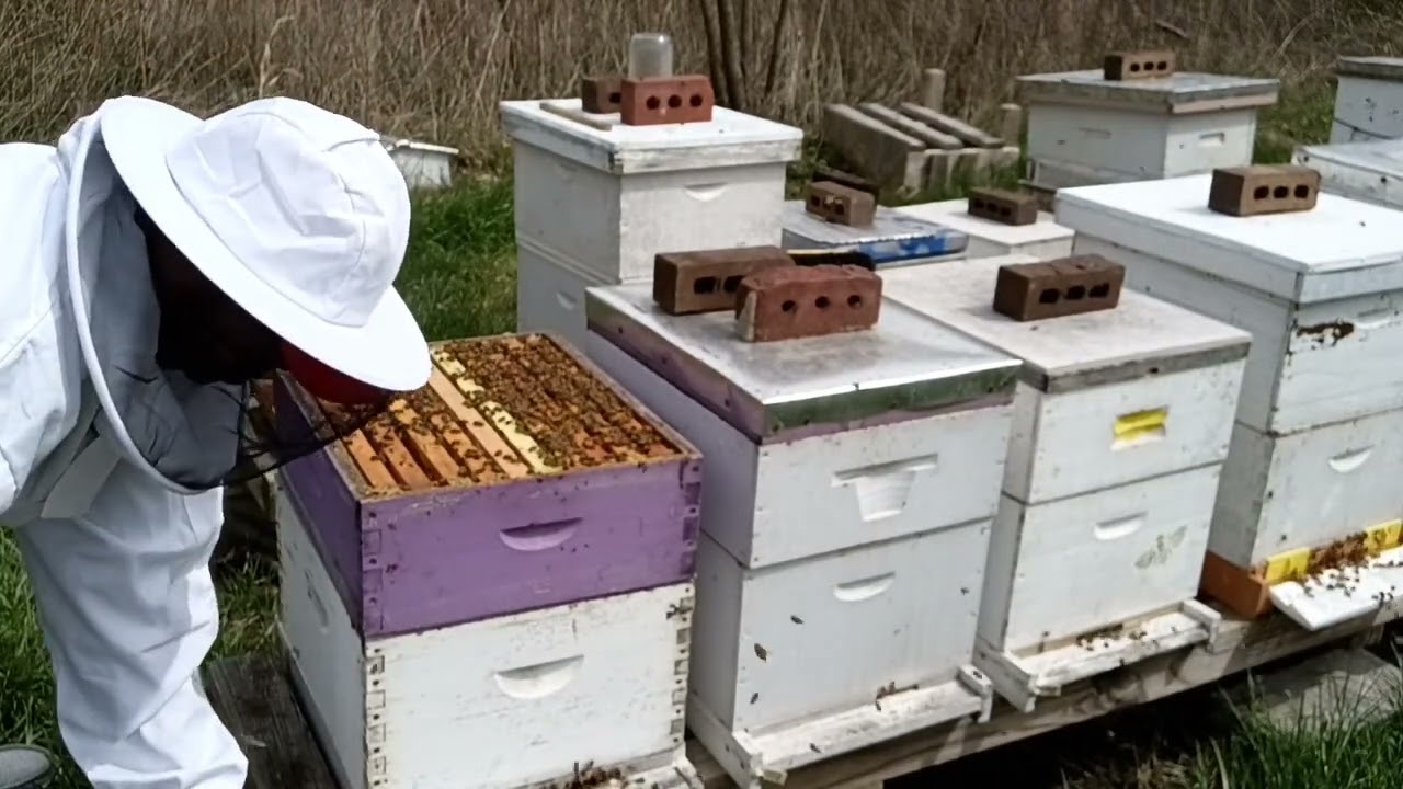Queen Rearing using Cloak Board (Part2)