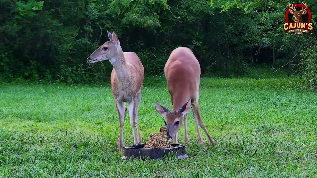 Whitetail Does are out early for the Grainiac XL Block by Antler King