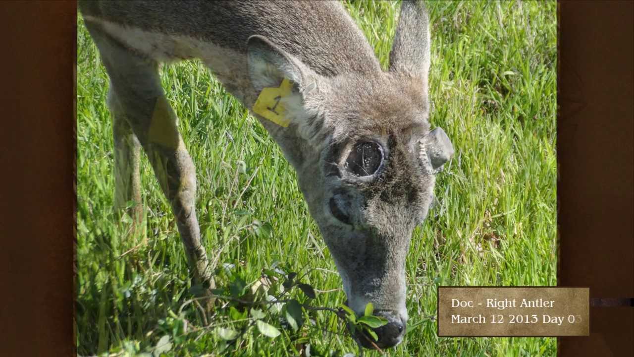 MSU Deer Lab - Watch Them Grow - Doc