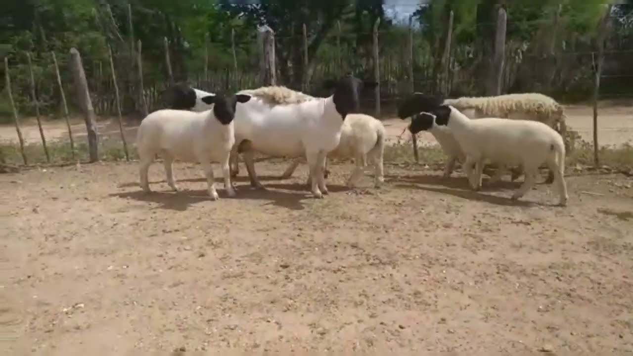 Lindas Matrizes Dorper Do Meu Amigo Jo&atilde;o Farias, Lembrando Que N&atilde;o Est&atilde;o a Venda.👆🏻🐑💥