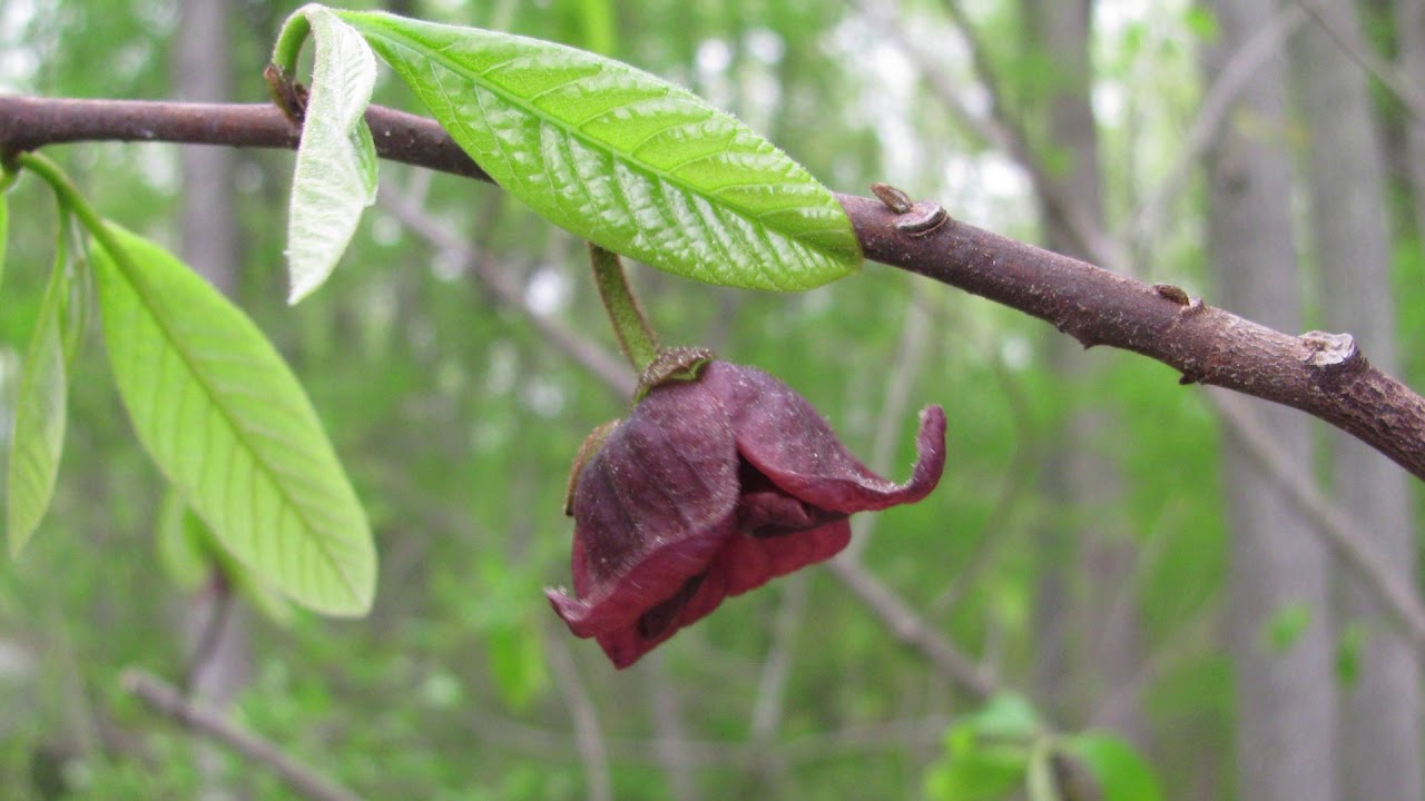 Asimina triloba, paw paw