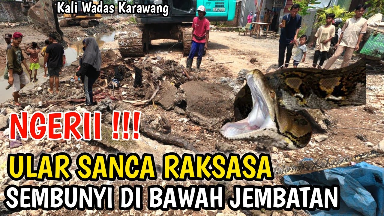 NGERI‼️KALI WADAS DESA MARGAKAYA TIBA TIBA PREDATOR  BESAR KELUAR BAWAH BETON UNTUNG ADA PAK AHMAD