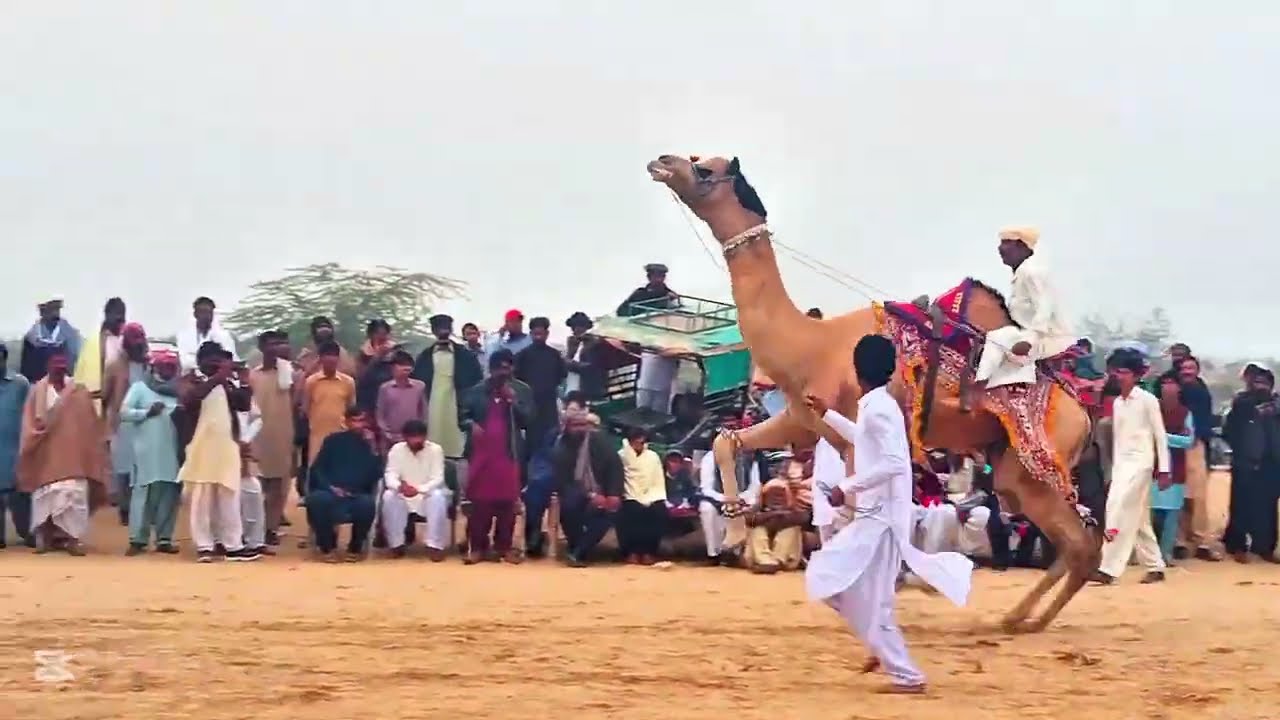 Riding to the Beat: Hilarious Camel Dance Compilation