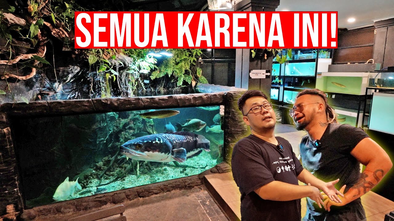 MEGATANK RATUSAN JUTA TAPI BOCOR! KOLEKSI IKAN PREDATOR MONSTER! @Audrey-A @IndoExoticPets