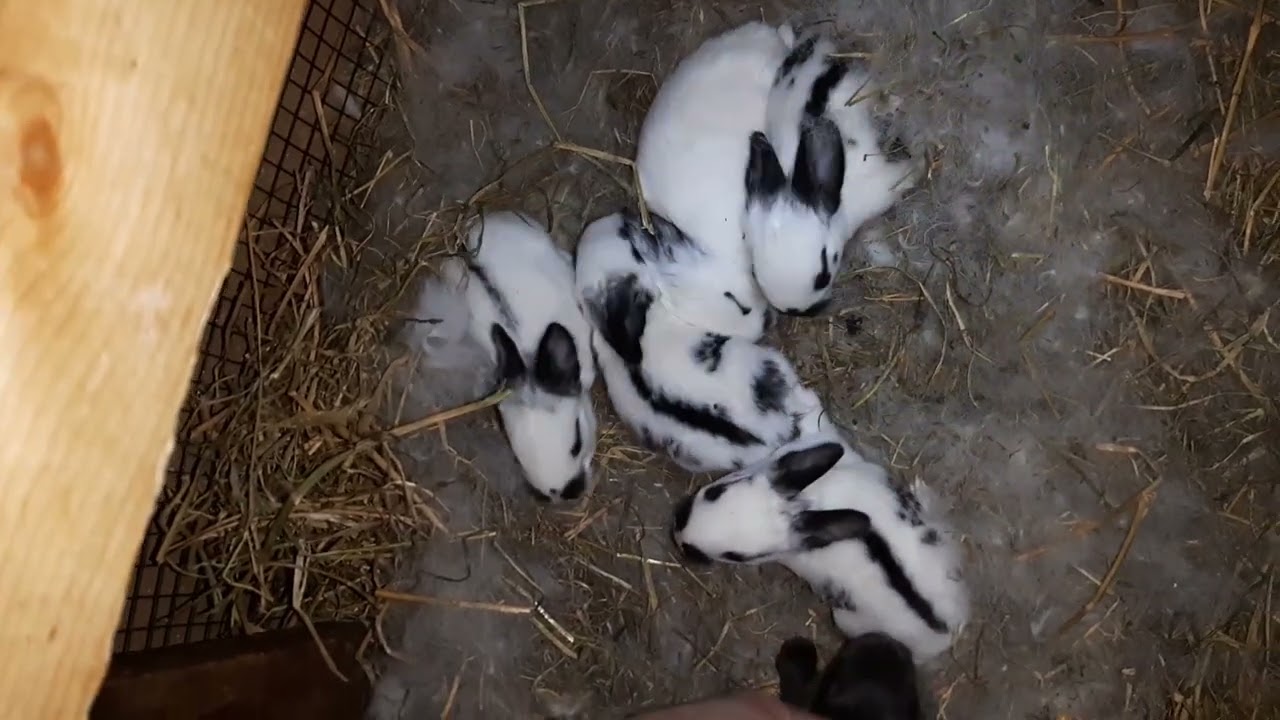cuiburile noi de iepurași (evoluția lor) și avem un cuib nou și altul în devenire. Și cățeii 😉👍