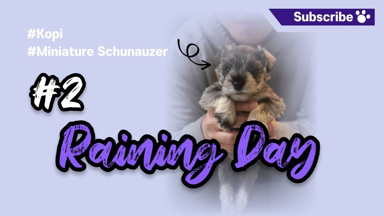 Kopi Miniature Schnauzer #2 Raining Day | 7 week old mini schnauzer with sweet family