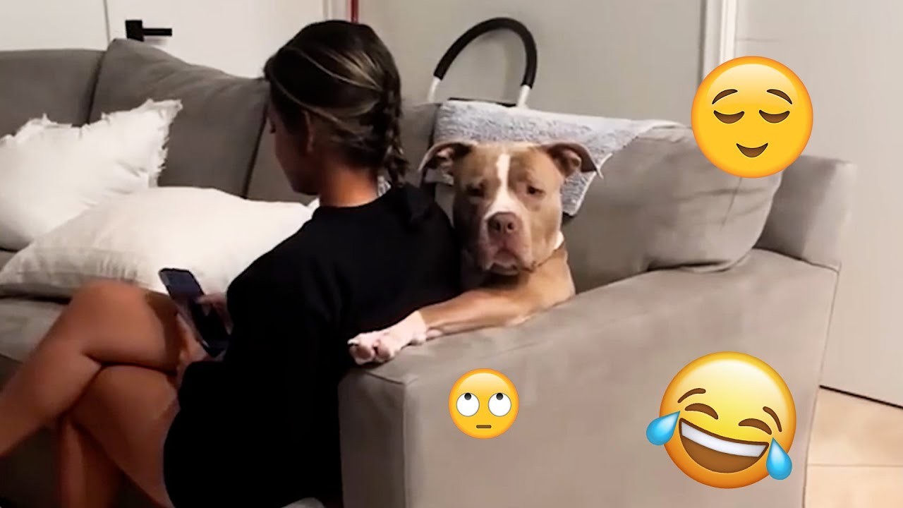 Funny PET Will Make You Laugh Out Loud #62