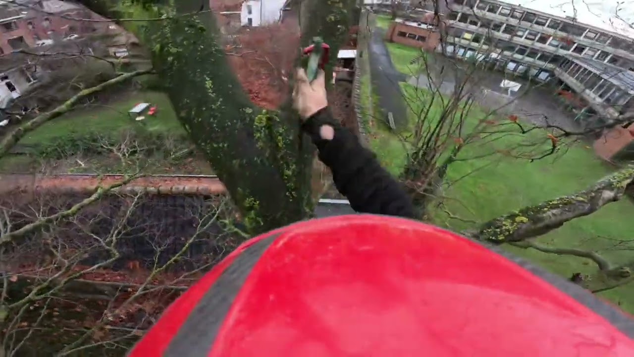 Voici une taille sanitaire d’un hêtre remarquable. Bon visionnage