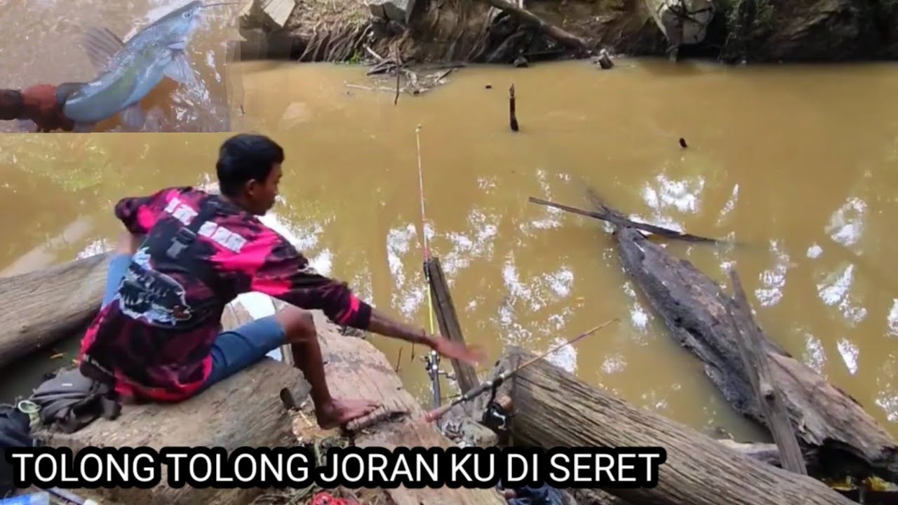 KENAPA GAK DARI DULU ❗❗ MANCING BAUNG DISINI SUNGAI KECIL TAPI IKANNYA BESAR BESAR