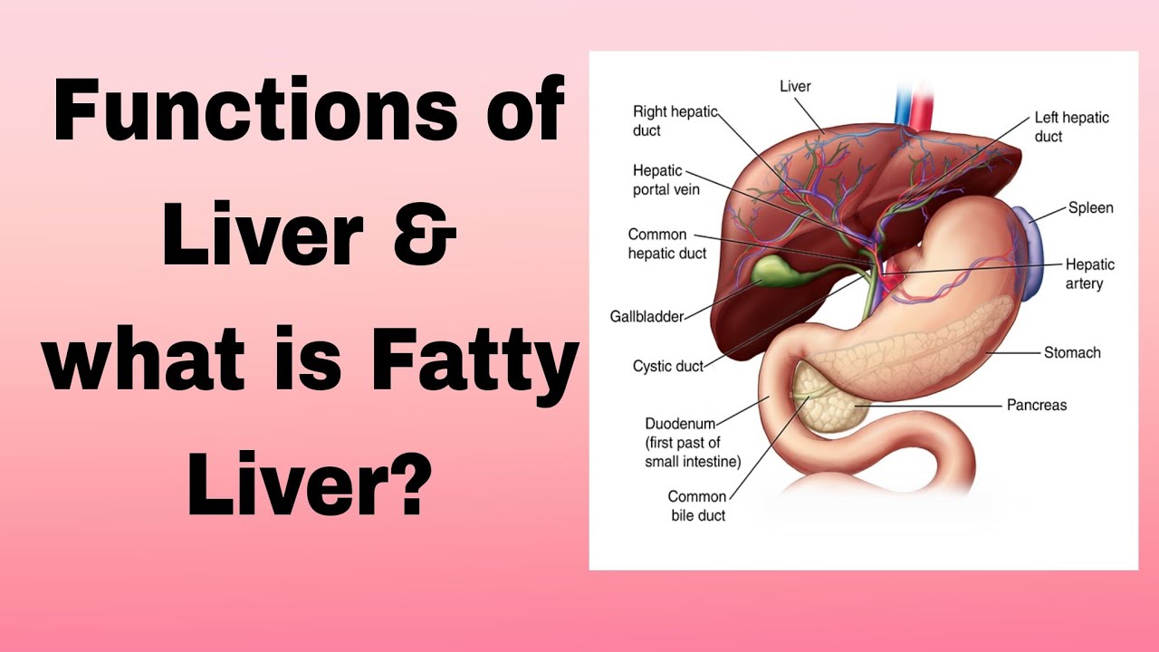 Function of Liver, What is fatty liver? #liver #fattyliver